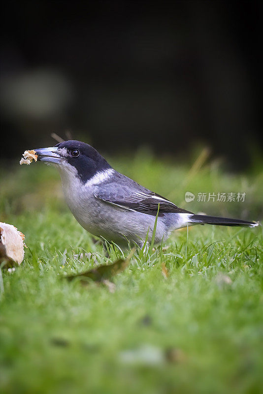 灰伯劳鸟(Cracticus torquatus)